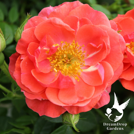 Rose - Oso Easy Mango Salsa — DreamDrop Gardens photo 1