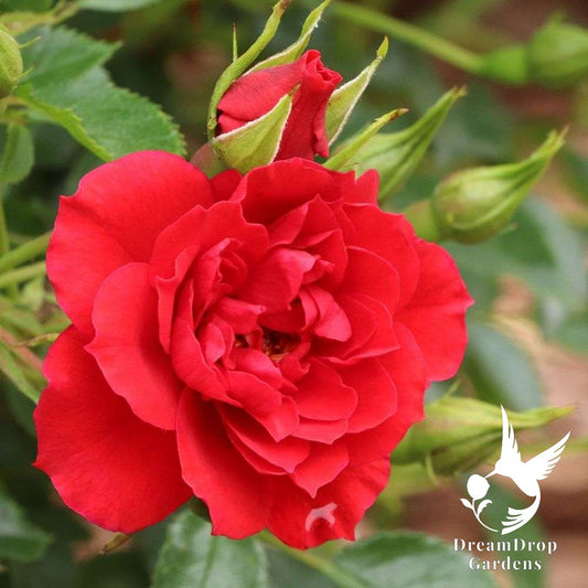 Rose - Oso Easy Pathfinder Red — DreamDrop Gardens photo 1