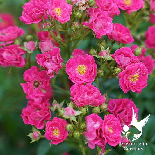 Rose - Oso Easy Peasy — DreamDrop Gardens photo 1