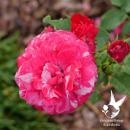 Rose - Oso Easy Red Stripe — DreamDrop Gardens photo 1