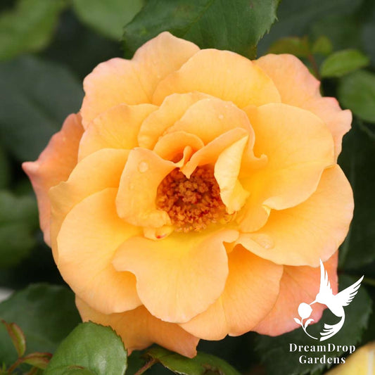 Rose - Oso Easy Suñorita — DreamDrop Gardens photo 1