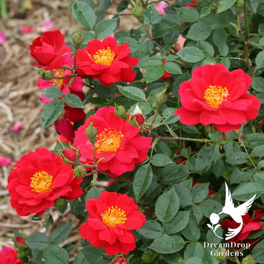 Rose - Oso Easy Urban Legend — DreamDrop Gardens photo 1