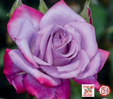 Rose - Paradise