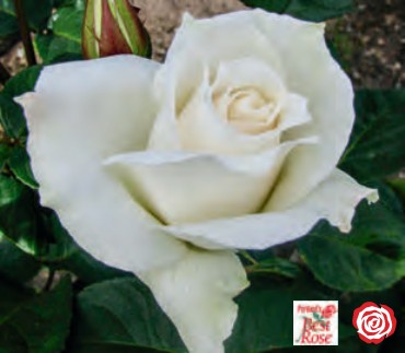 Rose - Pascali