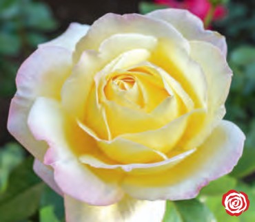 Rose - Peace