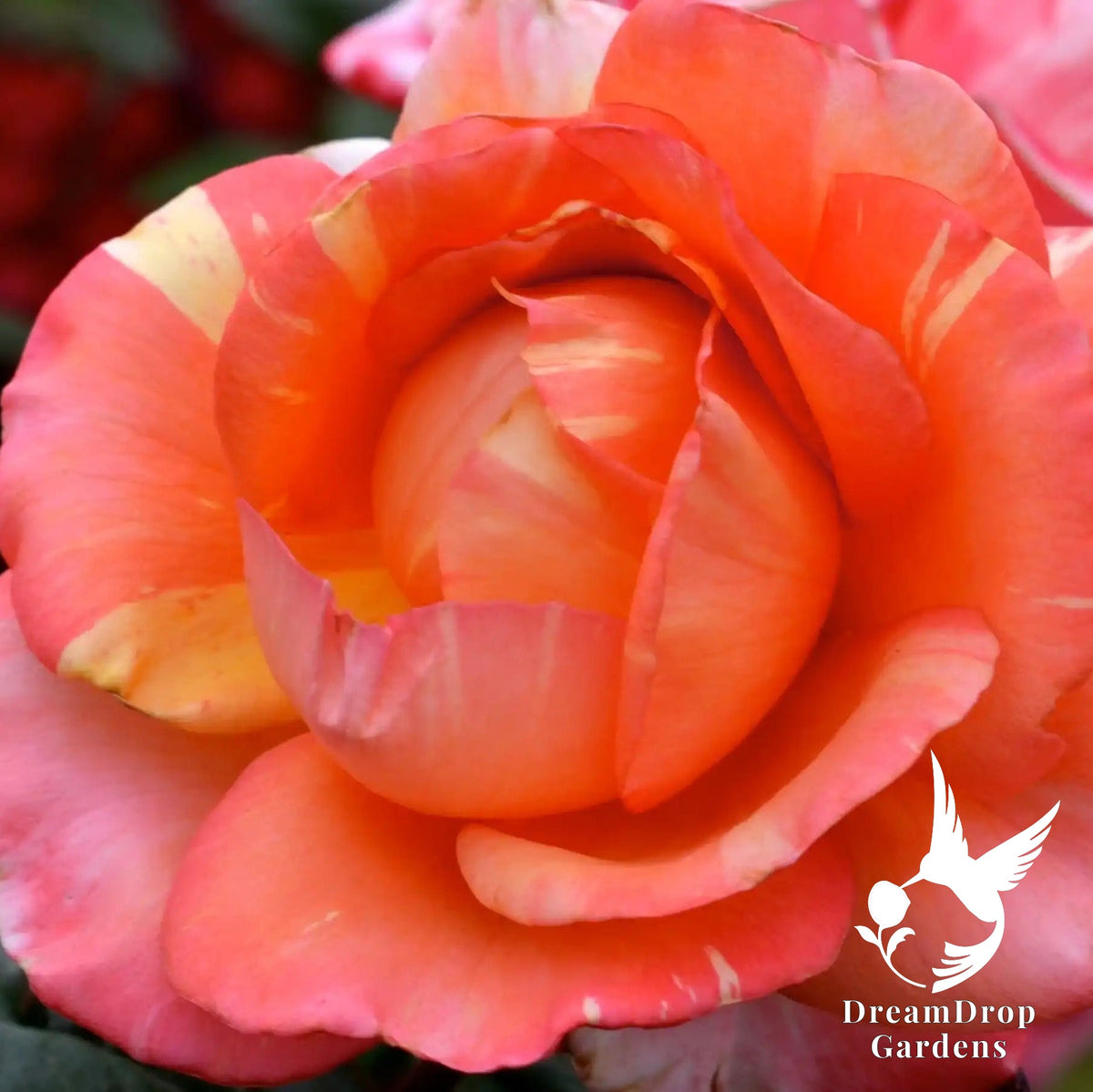 Rose - Peach Swirl — DreamDrop Gardens photo 1