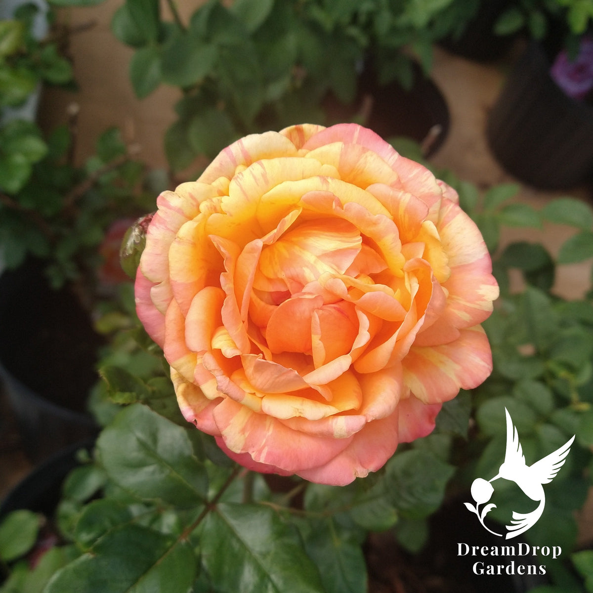 Peach Swirl rose bloom with swirled apricot, yellow and pink petals