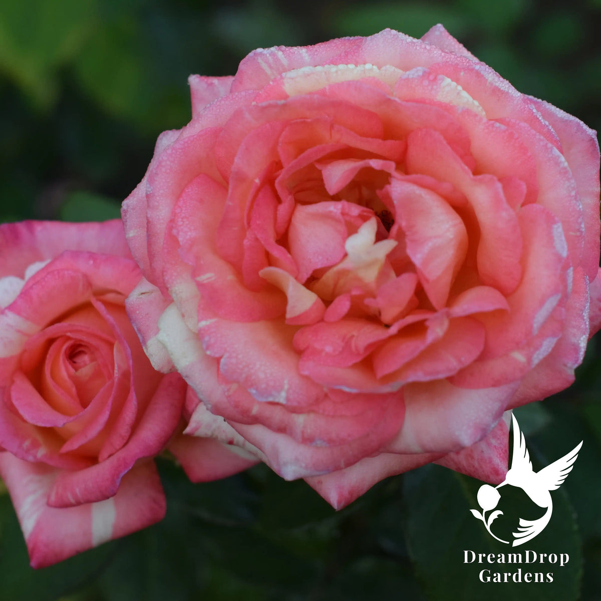 Rose - Peach Swirl — DreamDrop Gardens photo 2
