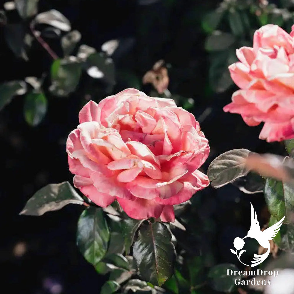 Rose - Peach Swirl — DreamDrop Gardens photo 4