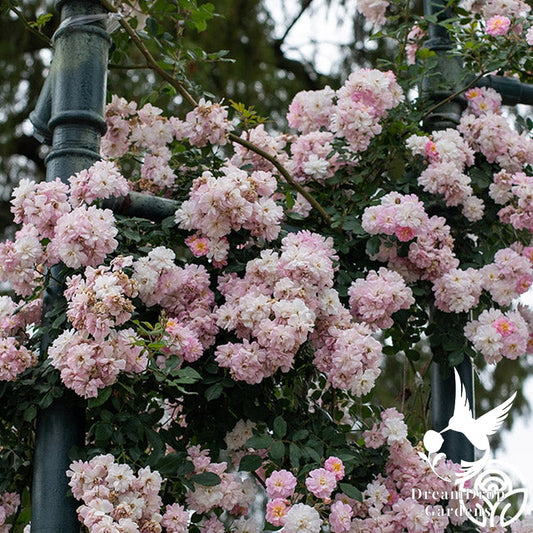 Rose - Perfume Breeze — DreamDrop Gardens photo 1