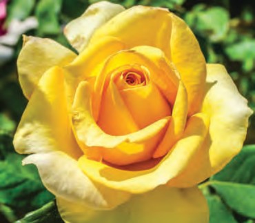 Rose - Phyllis Diller