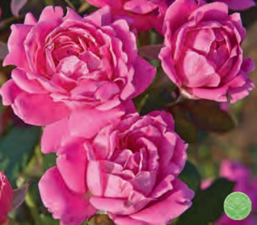 Rose - Pink Double Knock Out