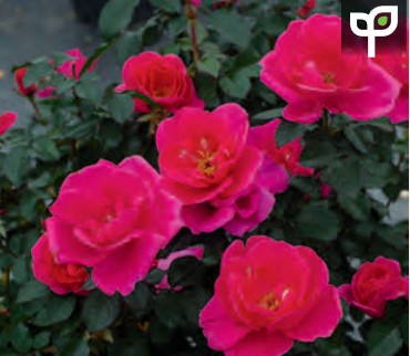 Rose - Pink Miracle