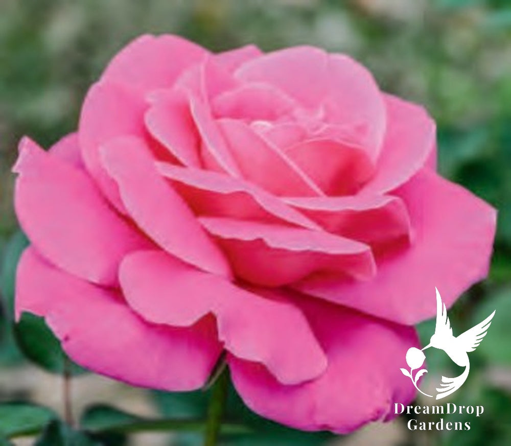 Rose - Pink Peace — DreamDrop Gardens photo 1