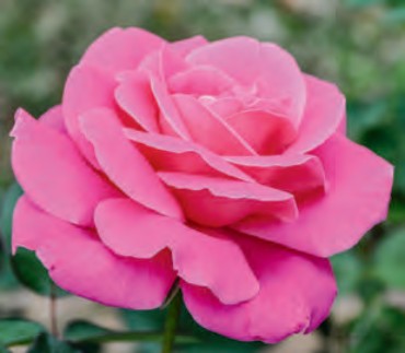 Rose - Pink Peace