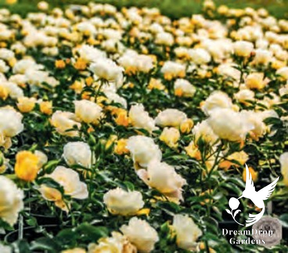Rose - Popcorn Drift — DreamDrop Gardens photo 1