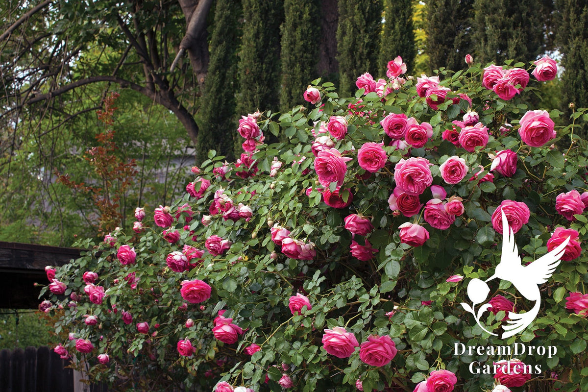 Rose - Pretty in Pink Eden — DreamDrop Gardens photo 10