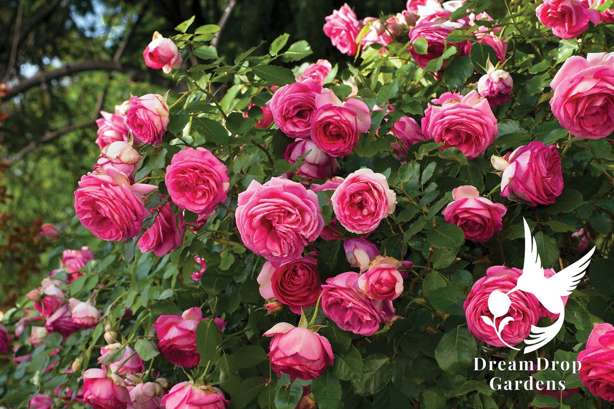 Rose - Pretty in Pink Eden — DreamDrop Gardens photo 11