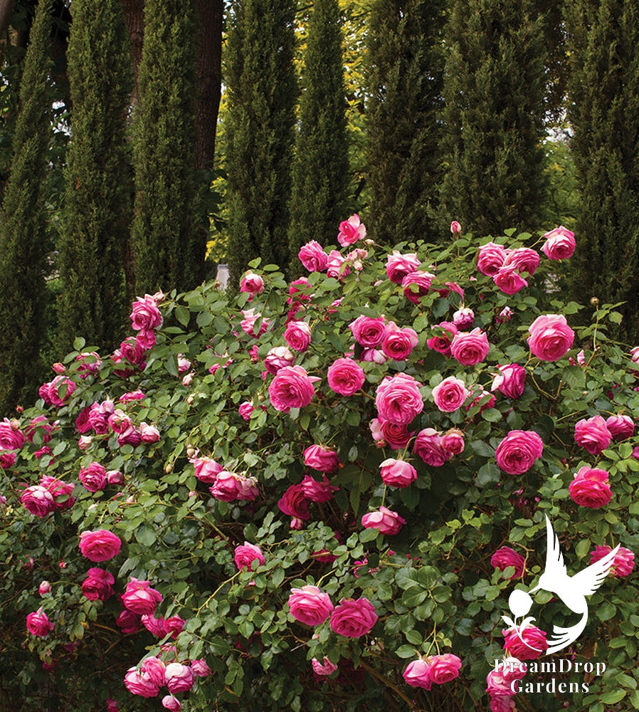 Rose - Pretty in Pink Eden — DreamDrop Gardens photo 12