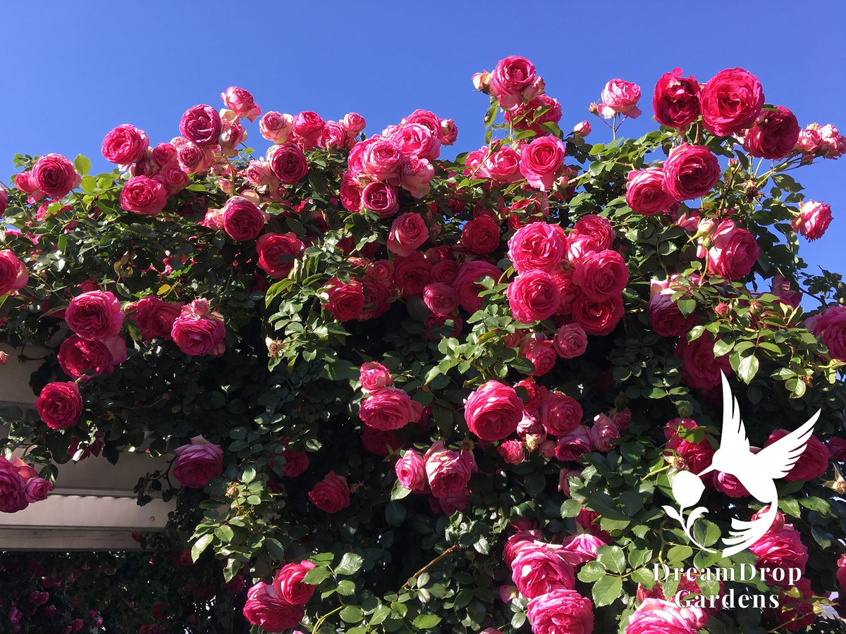 Rose - Pretty in Pink Eden — DreamDrop Gardens photo 13