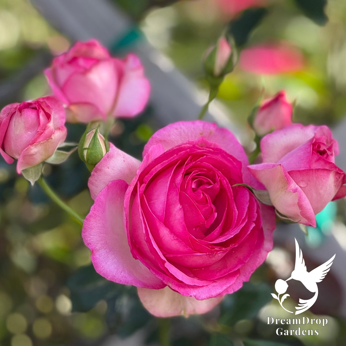 Rose - Pretty in Pink Eden — DreamDrop Gardens photo 2