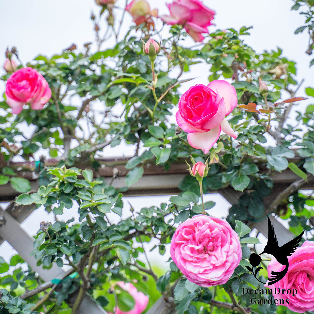 Rose - Pretty in Pink Eden — DreamDrop Gardens photo 3