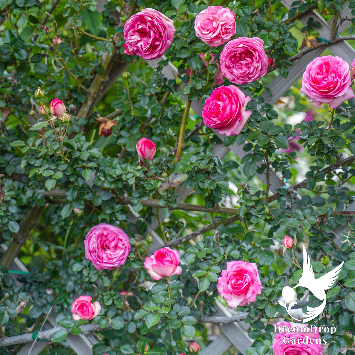 Rose - Pretty in Pink Eden — DreamDrop Gardens photo 4