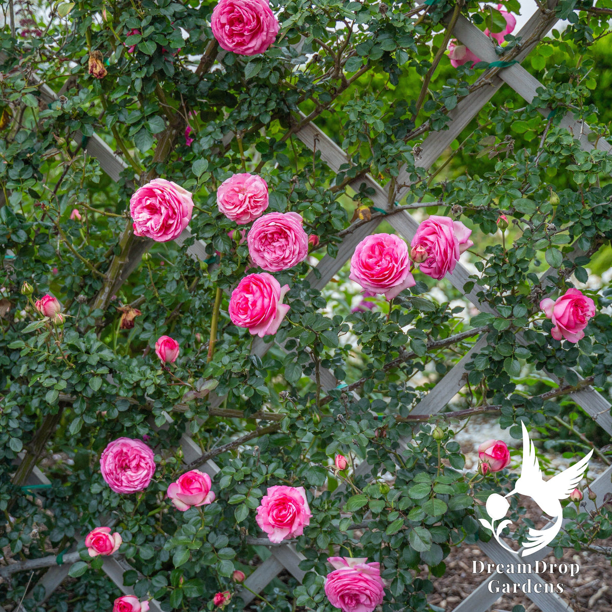 Rose - Pretty in Pink Eden — DreamDrop Gardens photo 5