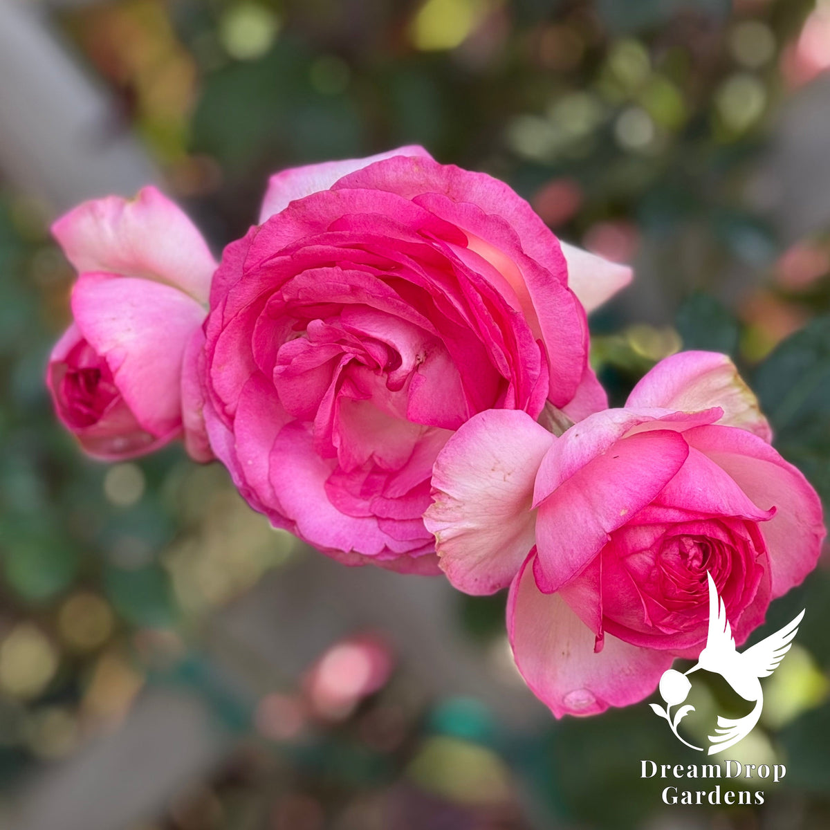 Rose - Pretty in Pink Eden — DreamDrop Gardens photo 6