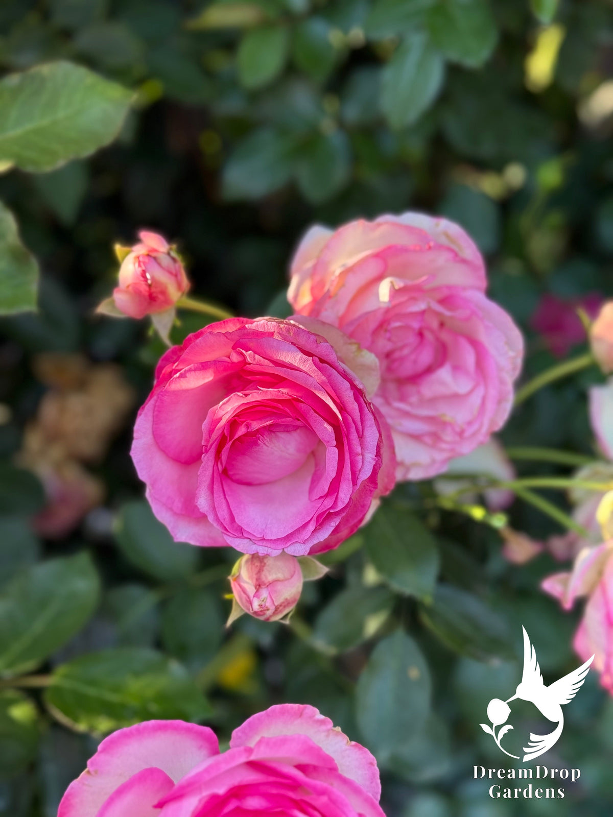 Rose - Pretty in Pink Eden — DreamDrop Gardens photo 7