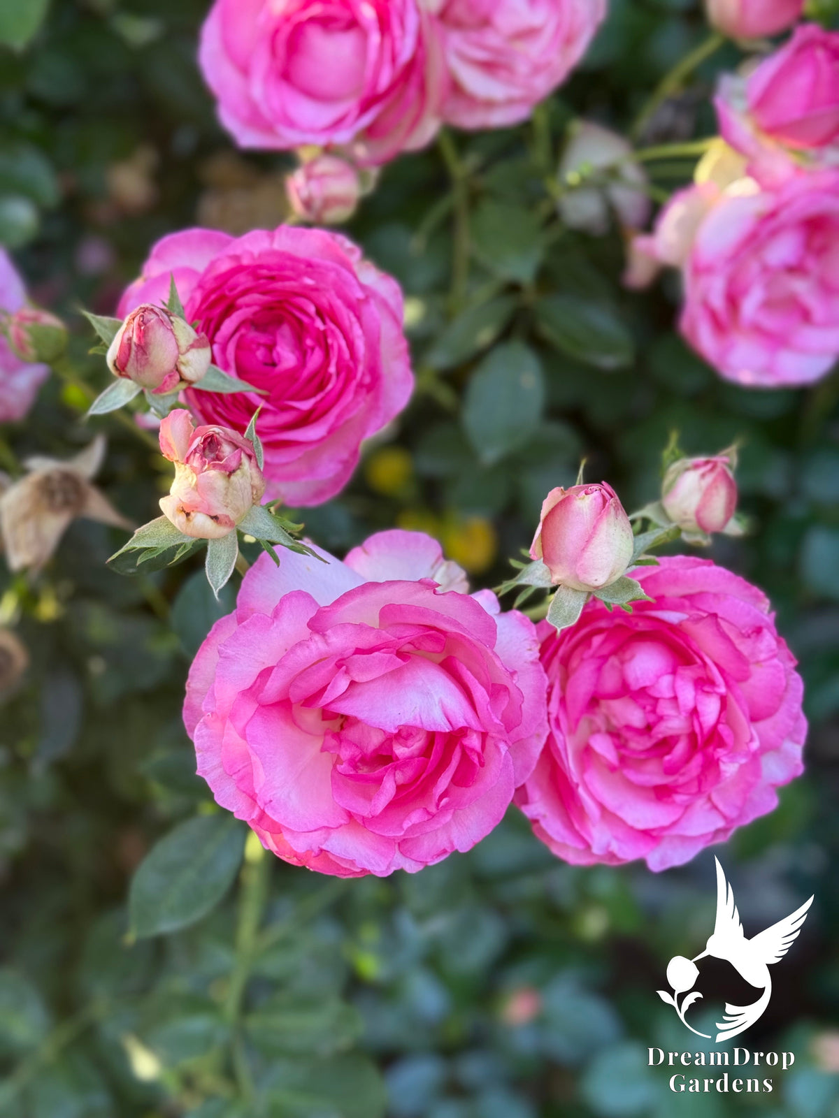 Rose - Pretty in Pink Eden — DreamDrop Gardens photo 8