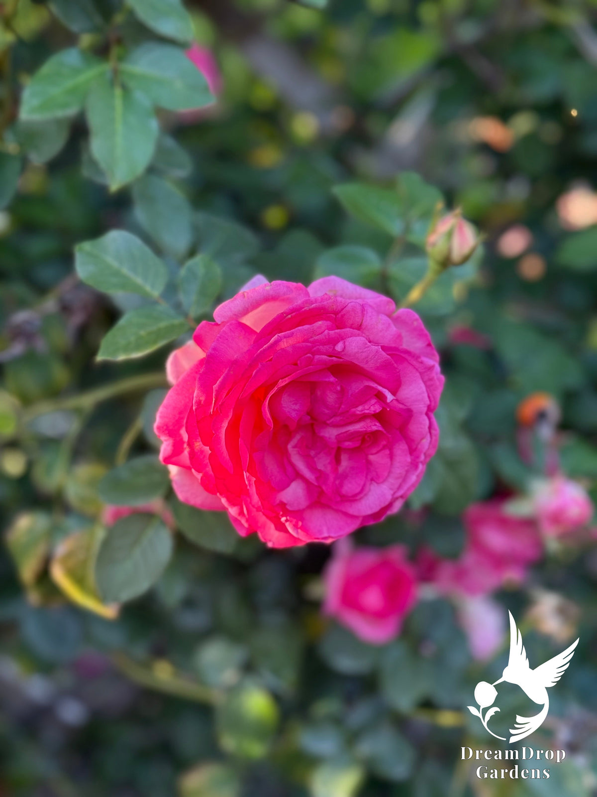 Rose - Pretty in Pink Eden — DreamDrop Gardens photo 9