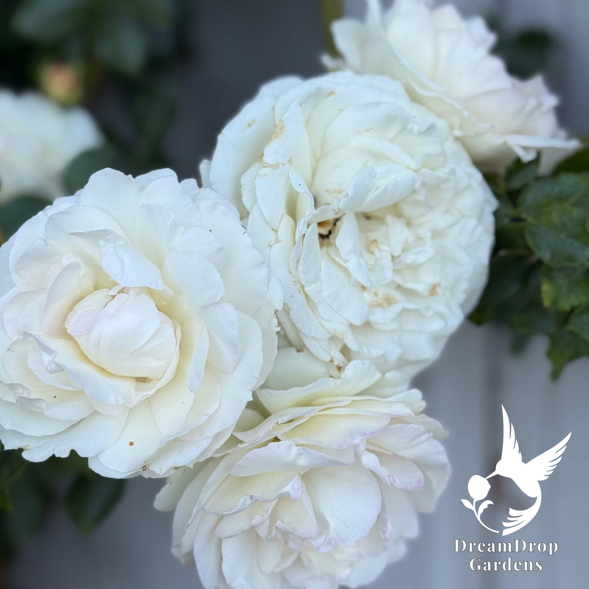 Rose - White Eden — DreamDrop Gardens photo 10