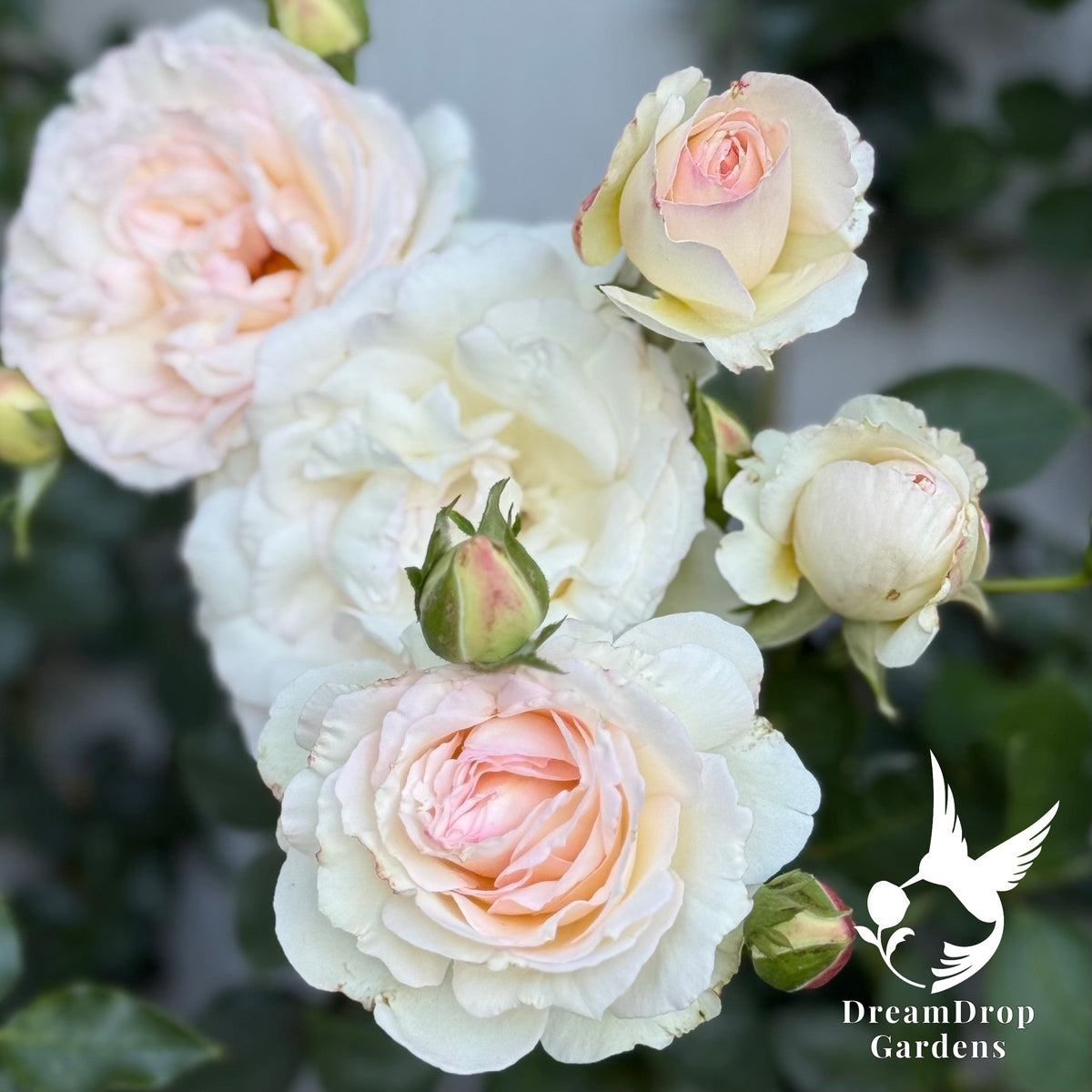 Rose - White Eden — DreamDrop Gardens photo 11