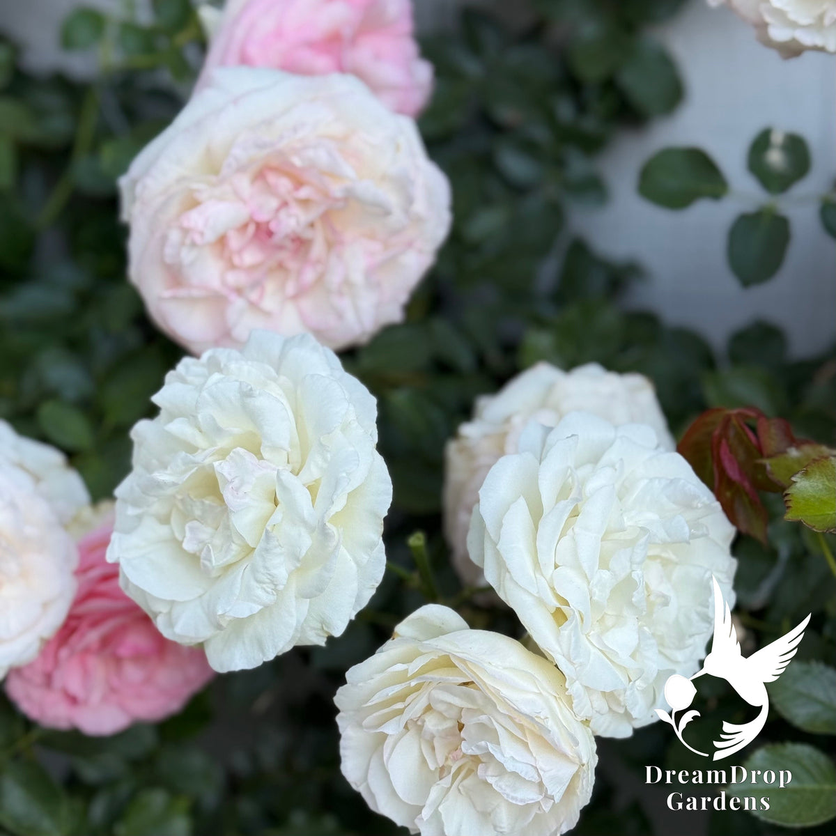 Rose - White Eden — DreamDrop Gardens photo 12