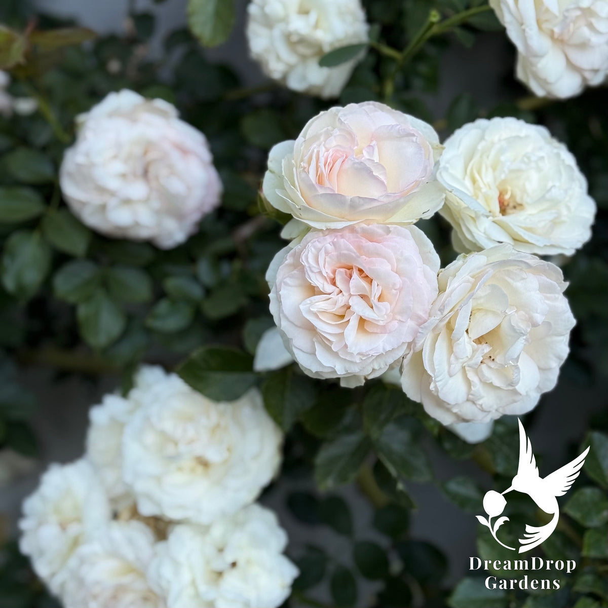 Rose - White Eden — DreamDrop Gardens photo 13