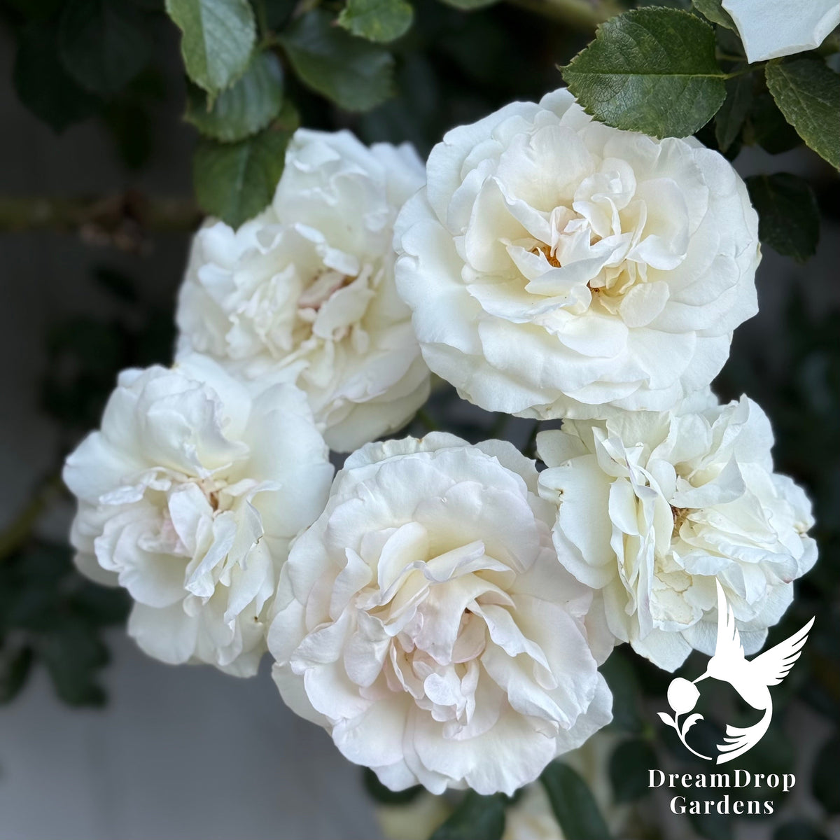 Rose - White Eden — DreamDrop Gardens photo 14