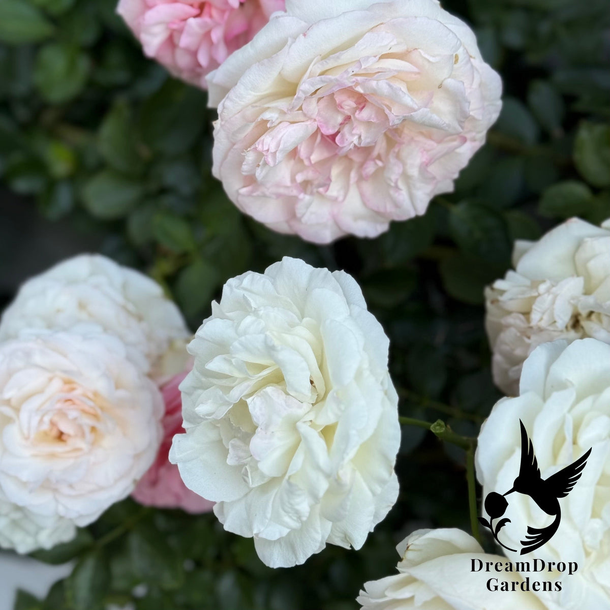 Rose - White Eden — DreamDrop Gardens photo 15