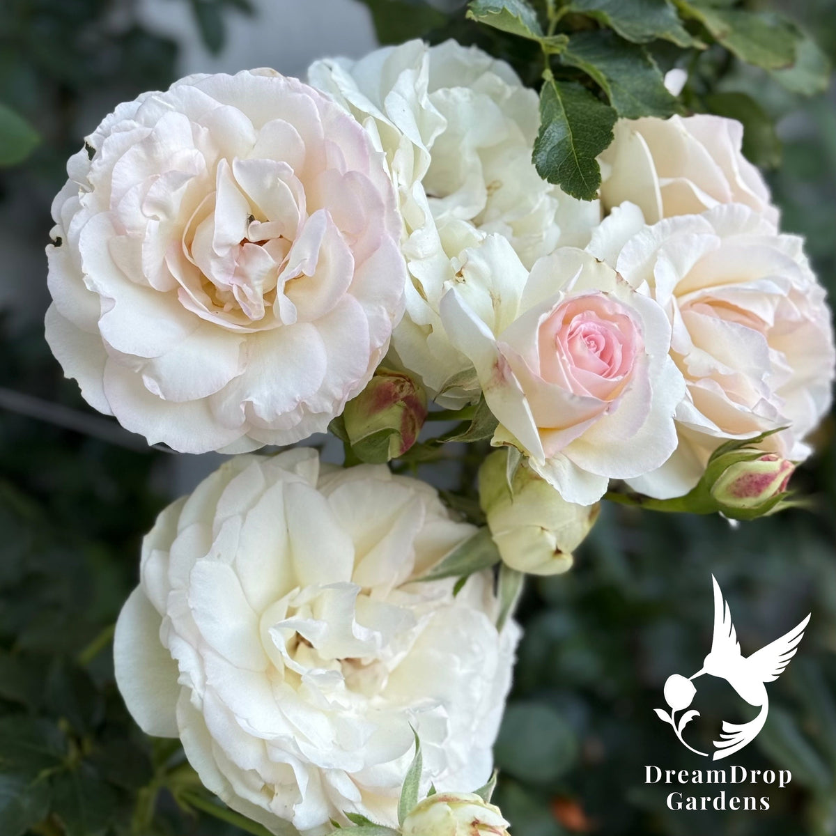 Rose - White Eden — DreamDrop Gardens photo 16