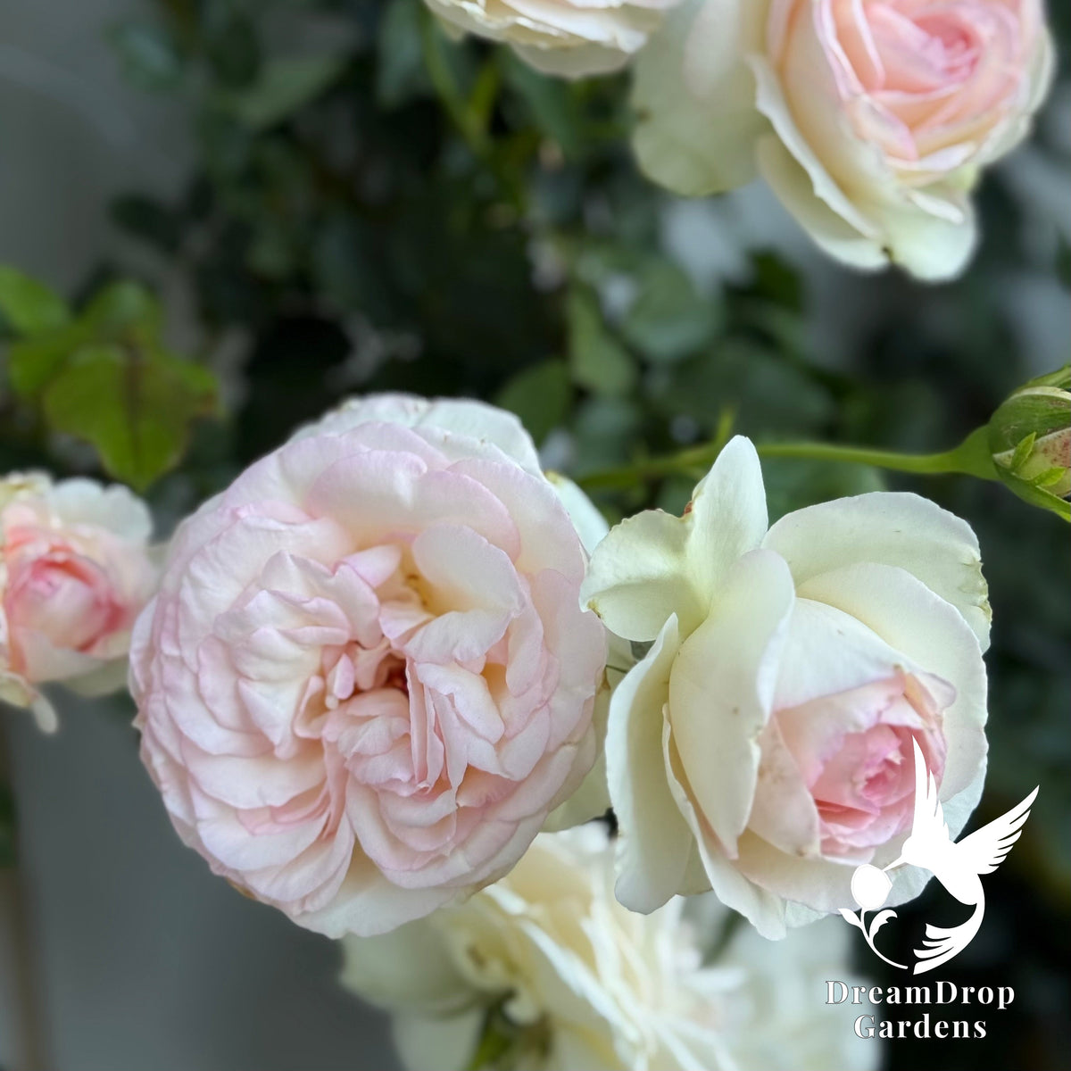 Rose - White Eden — DreamDrop Gardens photo 17
