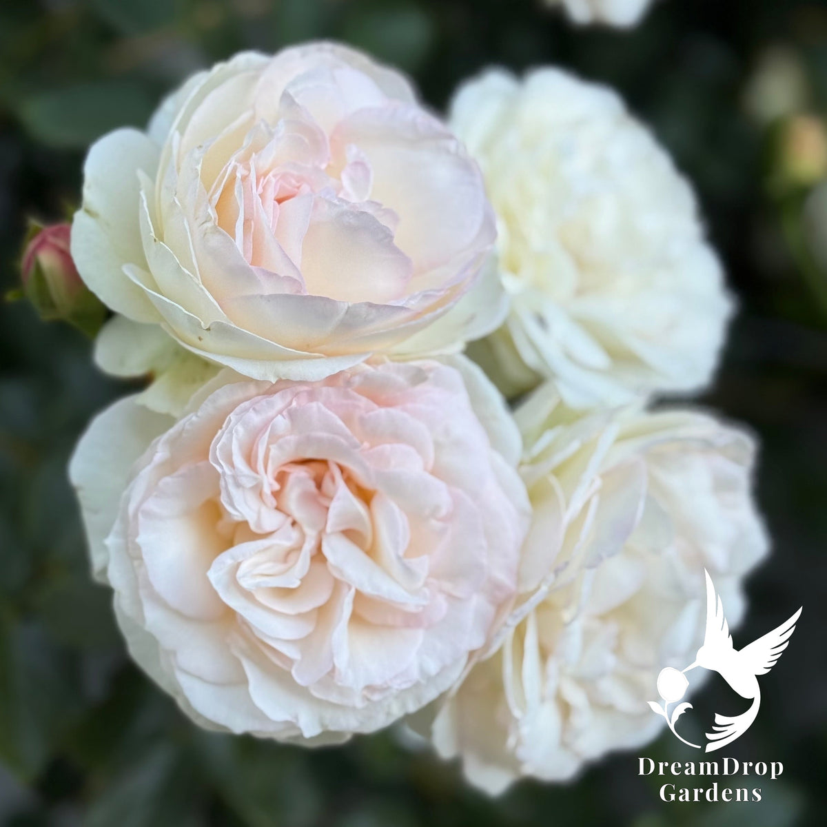 Rose - White Eden — DreamDrop Gardens photo 18