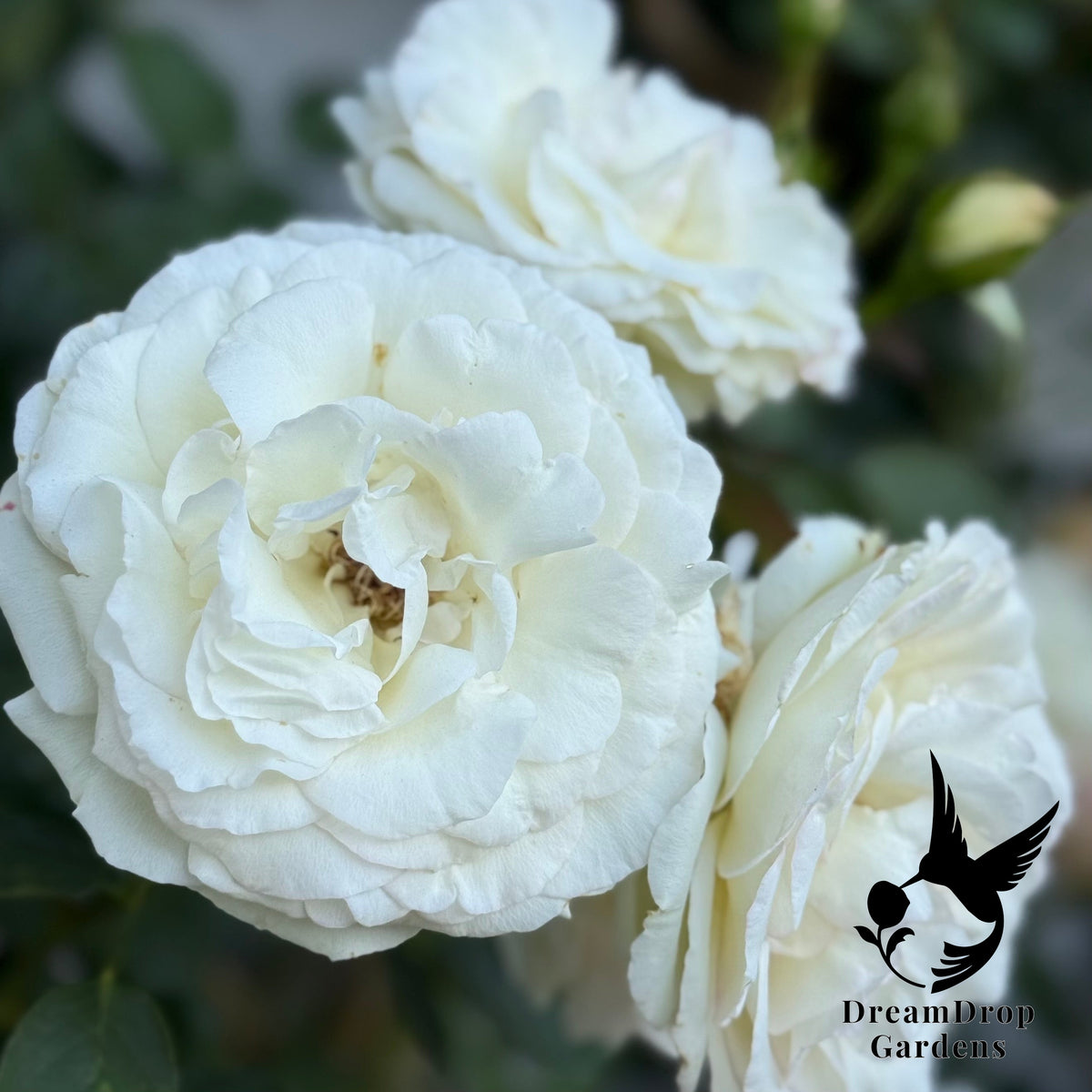 Rose - White Eden — DreamDrop Gardens photo 19