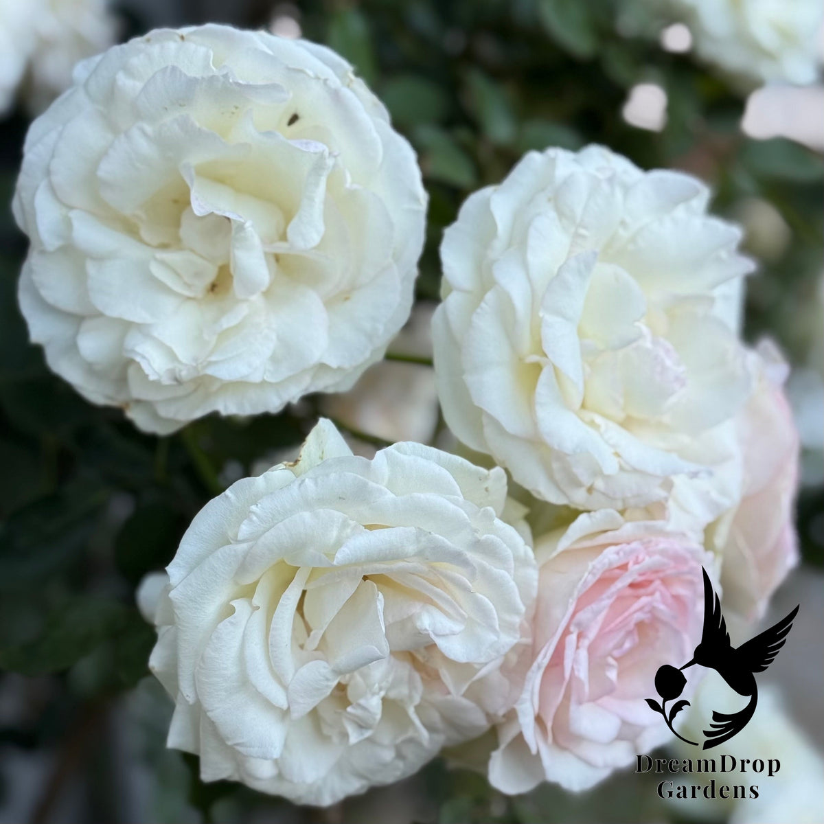 Rose - White Eden — DreamDrop Gardens photo 1