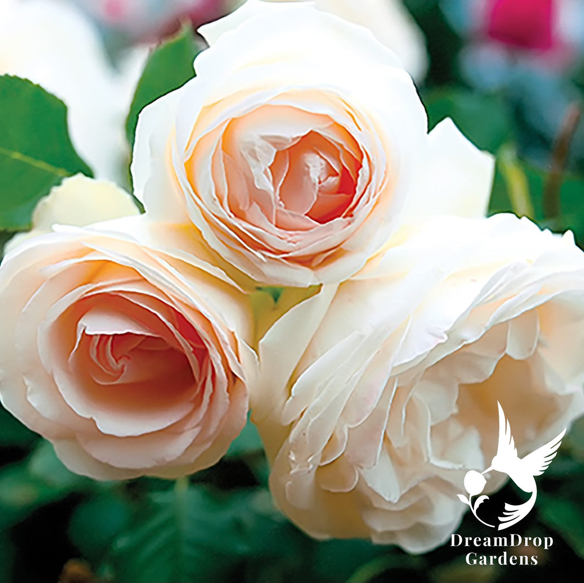 Rose - White Eden — DreamDrop Gardens photo 20
