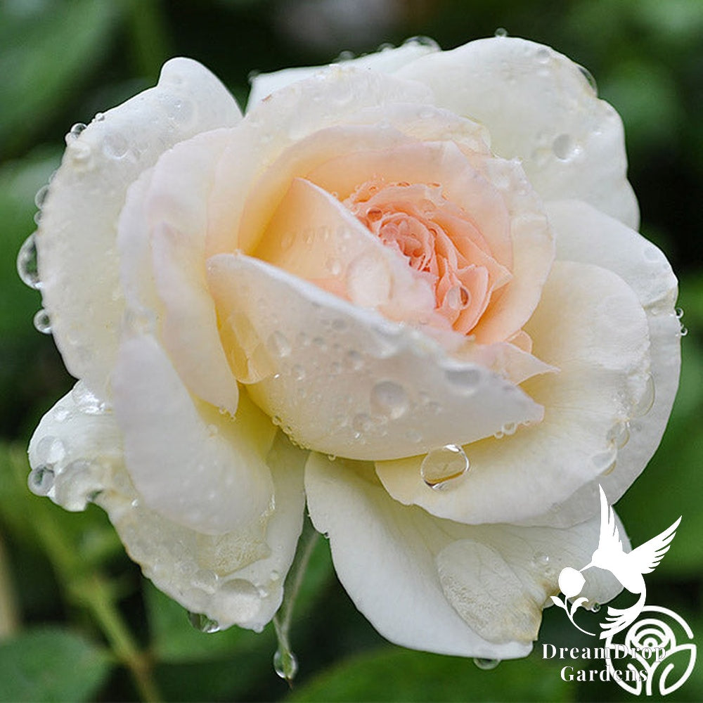 Rose - White Eden — DreamDrop Gardens photo 21
