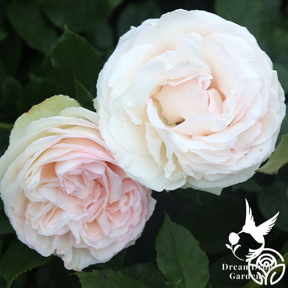 Rose - White Eden — DreamDrop Gardens photo 22