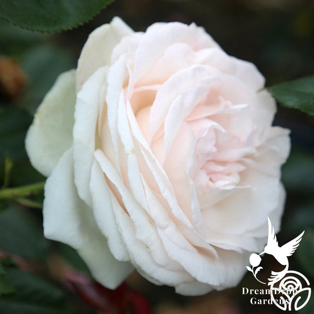 Rose - White Eden — DreamDrop Gardens photo 24