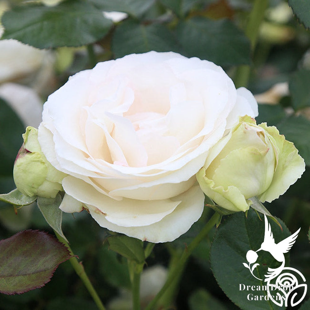 Rose - White Eden — DreamDrop Gardens photo 25