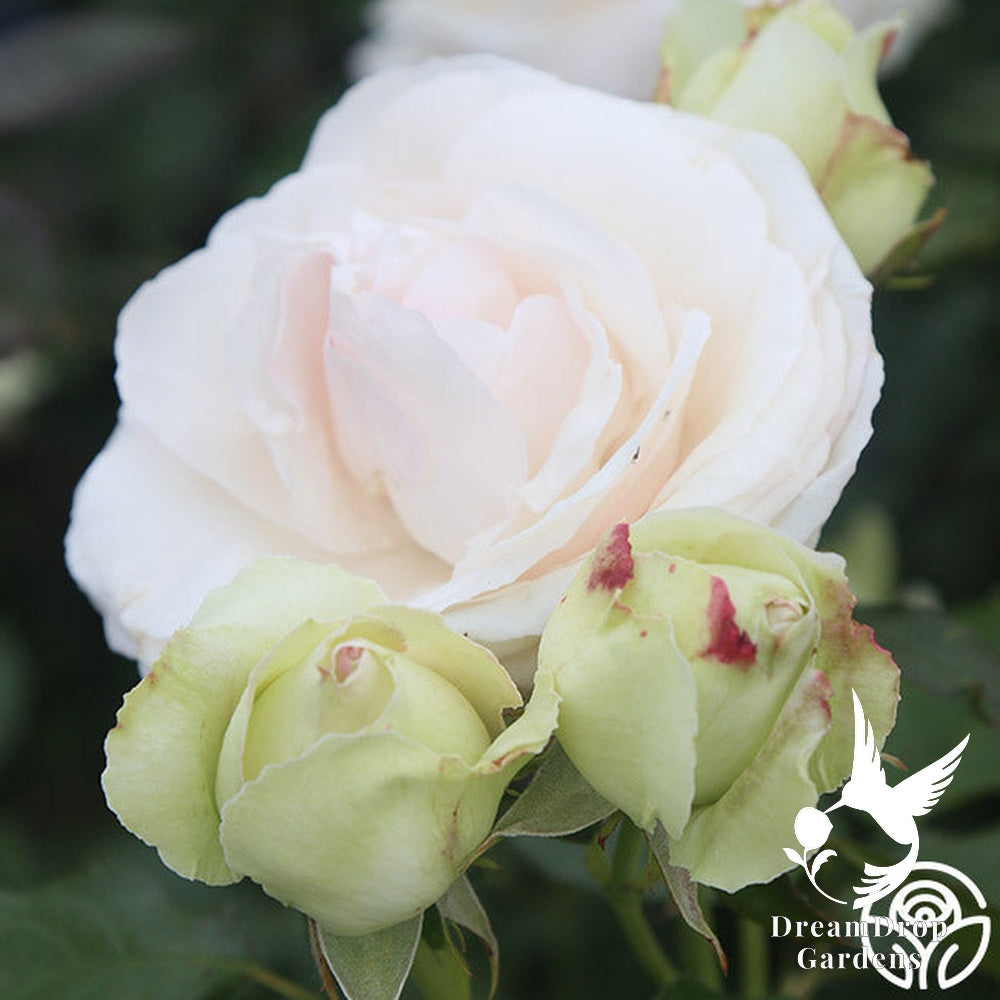 Rose - White Eden — DreamDrop Gardens photo 26