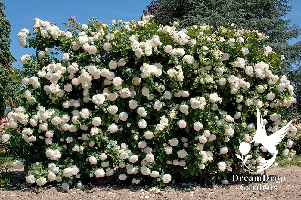 Rose - White Eden — DreamDrop Gardens photo 28